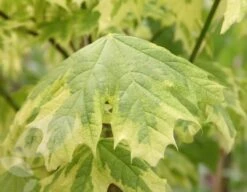 Acer Platanoides 'Drummondii' -Herbalife Shop tr0000000127 card3 lg