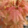 Acer Pseudoplatanus 'Brilliantissimum' -Herbalife Shop tr0000000138