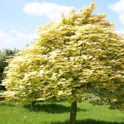 Acer Pseudoplatanus 'Brilliantissimum' 8 Acer Pseudoplatanus 'Brilliantissimum' -Herbalife Shop tr0000000138 card2 lg