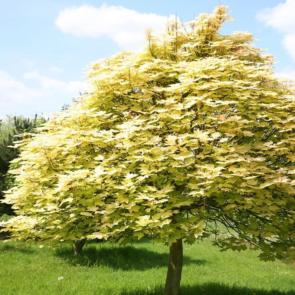 Acer Pseudoplatanus 'Brilliantissimum' 4 Acer Pseudoplatanus 'Brilliantissimum' - Image 2