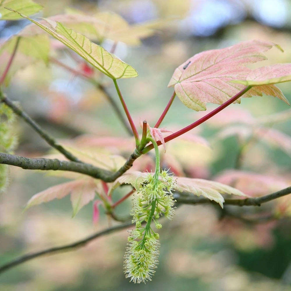 Acer Pseudoplatanus 'Brilliantissimum' 6 Acer Pseudoplatanus 'Brilliantissimum' - Image 4