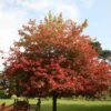 Acer Cappadocicum Rubrum -Herbalife Shop tr0000000146
