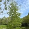 Betula Pendula 1 Betula Pendula -Herbalife Shop tr0000000352