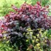 Cercis Canadensis 'Forest Pansy' -Herbalife Shop tr0000000763