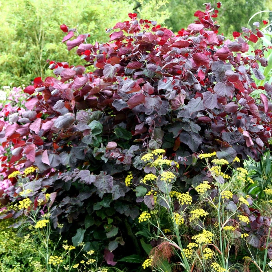 Cercis Canadensis 'Forest Pansy' 3 Cercis Canadensis 'Forest Pansy'