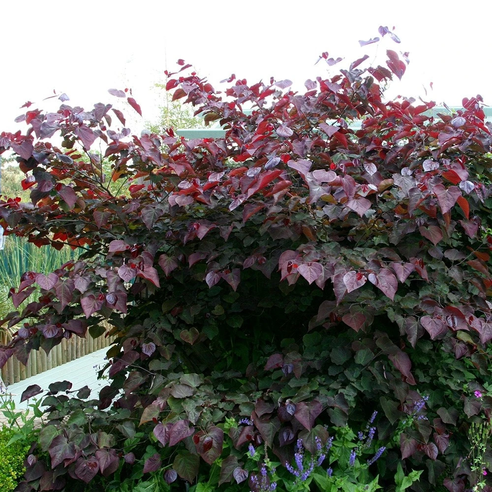 Cercis Canadensis 'Forest Pansy' 4 Cercis Canadensis 'Forest Pansy' - Image 2