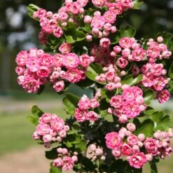 Crataegus Laevigata 'Rosea Flore Pleno' -Herbalife Shop tr0000001042 card3