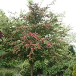 Crataegus Laevigata 'Paul's Scarlet' -Herbalife Shop tr0000001050 card2 lg