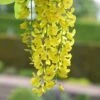 Laburnum × Watereri 'Vossii' 2 Laburnum × Watereri 'Vossii' -Herbalife Shop tr0000004043