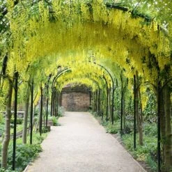 Laburnum × Watereri 'Vossii' -Herbalife Shop tr0000004043 card2 lg