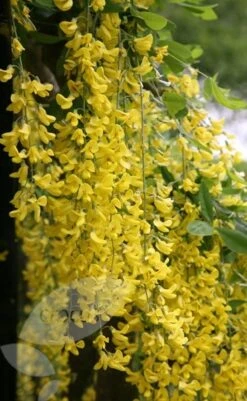 Laburnum × Watereri 'Vossii' -Herbalife Shop tr0000004043 card4 lg