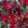 Liquidambar Styraciflua 'Worplesdon' -Herbalife Shop tr0000004100