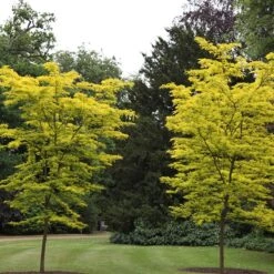 Gleditsia Triacanthos F. Inermis 'Sunburst'