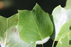 Liriodendron Tulipifera -Herbalife Shop tr0000004577 card4 lg