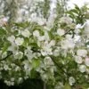 Malus 'Evereste' 1 Malus 'Evereste' -Herbalife Shop tr0000004583