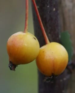 Malus × Floribunda 7 Malus × Floribunda -Herbalife Shop tr0000004584 card3 lg