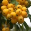 Malus × Zumi 'Golden Hornet' -Herbalife Shop tr0000004585