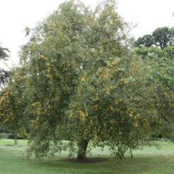 Malus × Zumi 'Golden Hornet' -Herbalife Shop tr0000004585 card2 lg