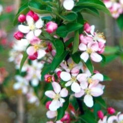 Malus × Zumi 'Golden Hornet' -Herbalife Shop tr0000004585 card3 lg