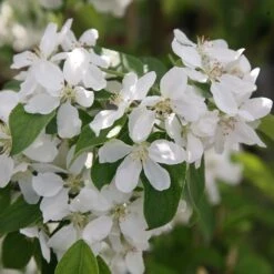 Malus 'John Downie' 7 Malus 'John Downie' -Herbalife Shop tr0000004588 card3 lg