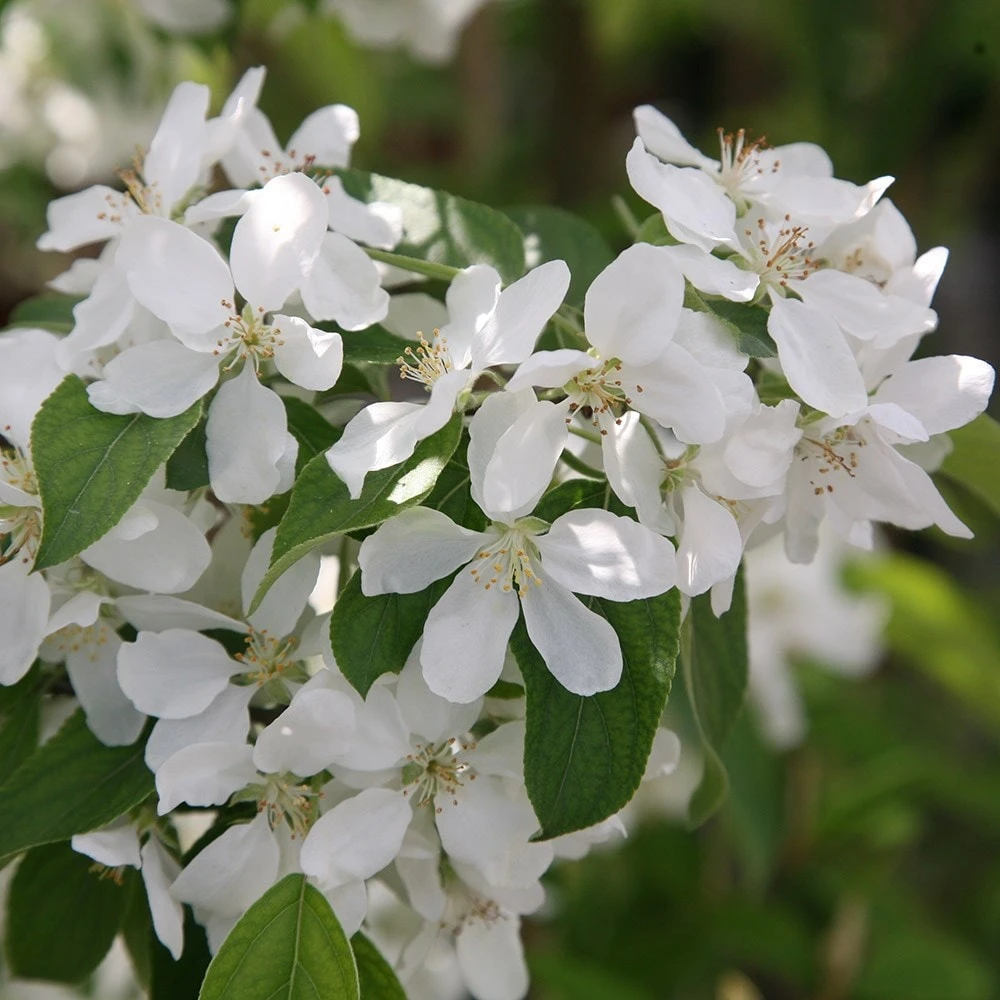 Malus 'John Downie' 5 Malus 'John Downie' - Image 3