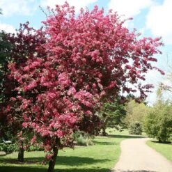 Malus × Moerlandsii 'Profusion Improved' -Herbalife Shop tr0000004592 card2 lg