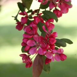 Malus × Moerlandsii 'Profusion Improved' -Herbalife Shop tr0000004592 card3 lg