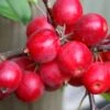 Malus × Robusta 'Red Sentinel' -Herbalife Shop tr0000004594