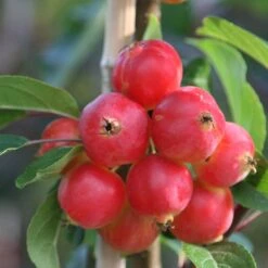 Malus × Robusta 'Red Sentinel' 7 Malus × Robusta 'Red Sentinel' -Herbalife Shop tr0000004594 card2 lg