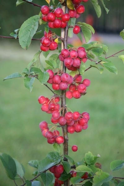 Malus × Robusta 'Red Sentinel' 6 Malus × Robusta 'Red Sentinel' - Image 4