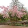 Prunus 'Accolade' 2 Prunus 'Accolade' -Herbalife Shop tr0000004619