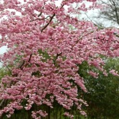 Prunus 'Accolade' -Herbalife Shop tr0000004619 card3 lg