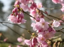 Prunus 'Accolade' -Herbalife Shop tr0000004619 card4 lg