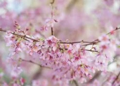 Prunus × Incam 'Okamé' -Herbalife Shop tr0000004630 card2 lg