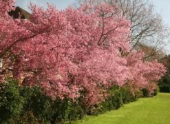 Prunus × Incam 'Okamé' -Herbalife Shop tr0000004630 card3 lg