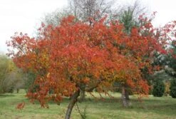 Prunus × Incam 'Okamé' -Herbalife Shop tr0000004630 card4 lg