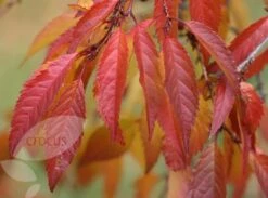 Prunus × Incam 'Okamé' -Herbalife Shop tr0000004630 card5 lg