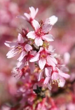 Prunus × Incam 'Okamé' -Herbalife Shop tr0000004630 card6 lg