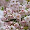 Prunus 'Pandora' 1 Prunus 'Pandora' -Herbalife Shop tr0000004635