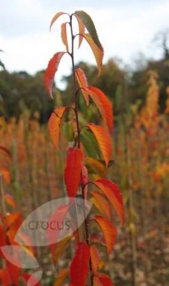 Prunus 'Pandora' -Herbalife Shop tr0000004635 card2 lg