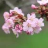 Prunus Sargentii 2 Prunus Sargentii -Herbalife Shop tr0000004638