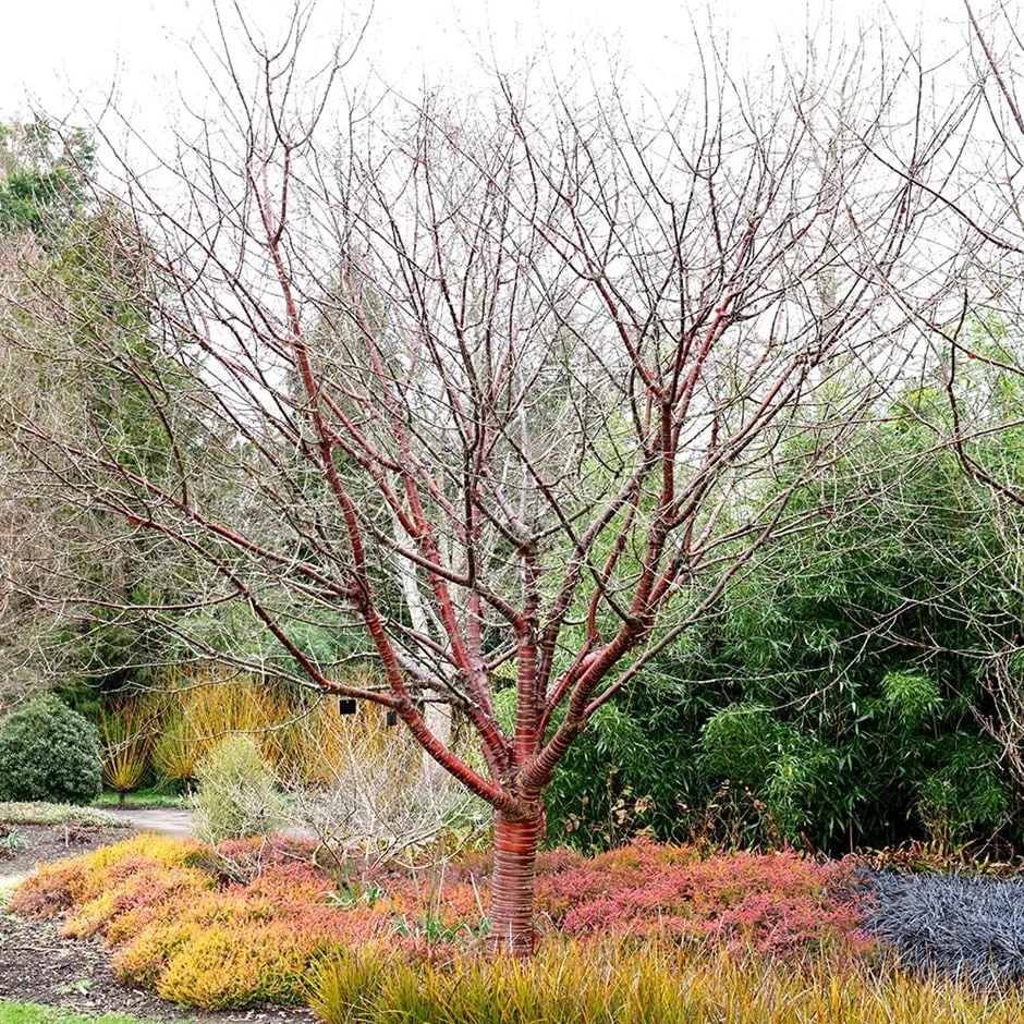 Prunus Serrula 3 Prunus Serrula
