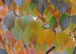 Prunus Serrula 9 Prunus Serrula -Herbalife Shop tr0000004639 card3 lg