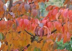 Prunus Serrula 10 Prunus Serrula -Herbalife Shop tr0000004639 card4 lg