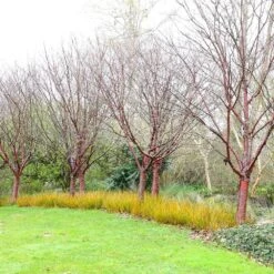 Prunus Serrula 11 Prunus Serrula -Herbalife Shop tr0000004639 card5 lg