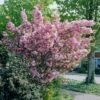 Prunus 'Kanzan' 2 Prunus 'Kanzan' -Herbalife Shop tr0000004641