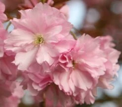 Prunus 'Kanzan' -Herbalife Shop tr0000004641 card3 lg