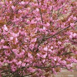 Prunus 'Kanzan' -Herbalife Shop tr0000004641 card4 lg