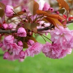 Prunus 'Kanzan' -Herbalife Shop tr0000004641 card5 lg