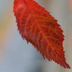 Prunus 'Kiku-shidare-zakura' -Herbalife Shop tr0000004643 card3 lg